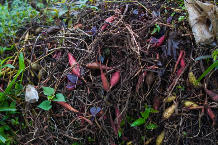 Reducing Waste While Practicing Backyard Composting